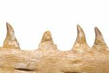 Mosasaur Jaw with Eleven Teeth - Morocco #225308-5